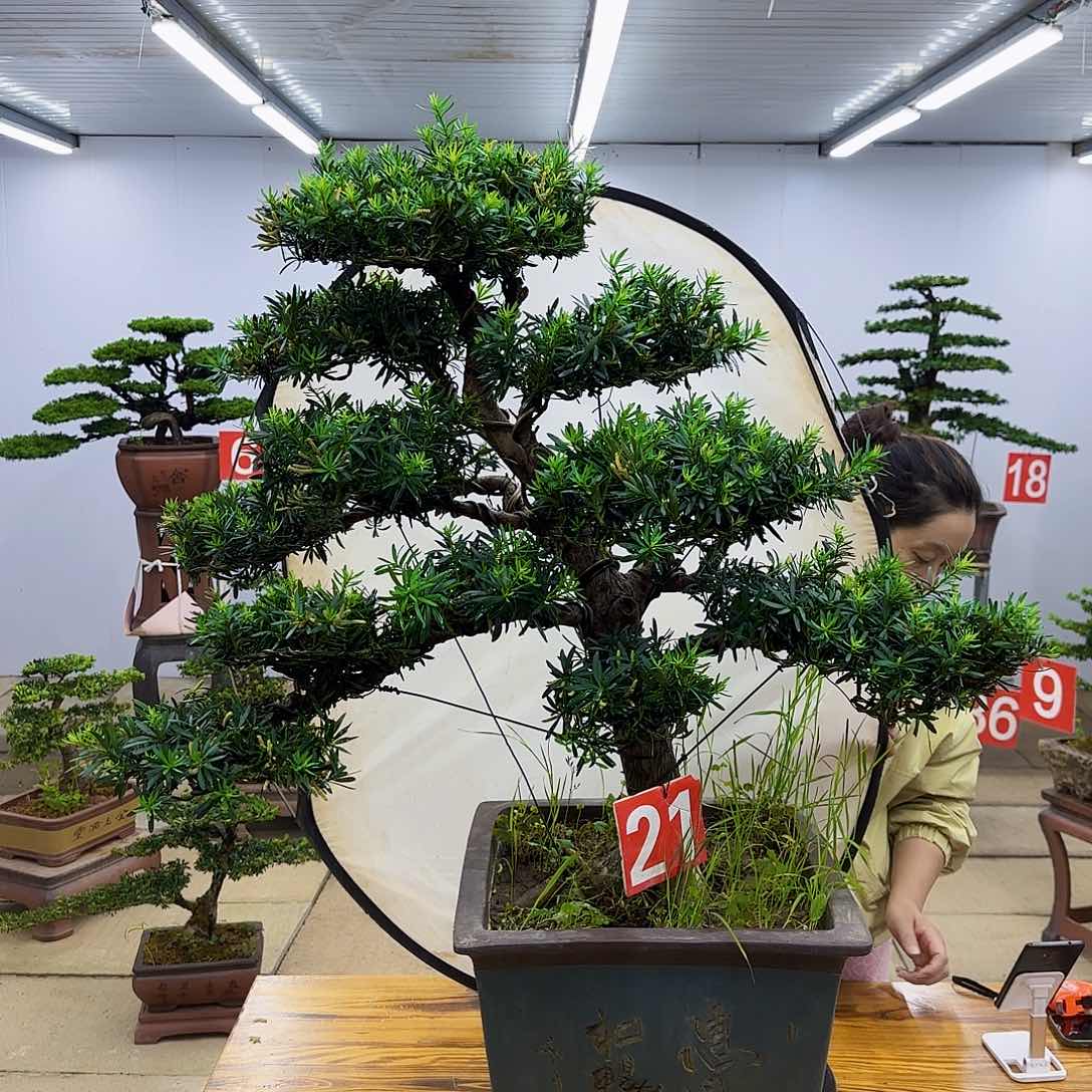 无花朵盆景直播间一物一拍