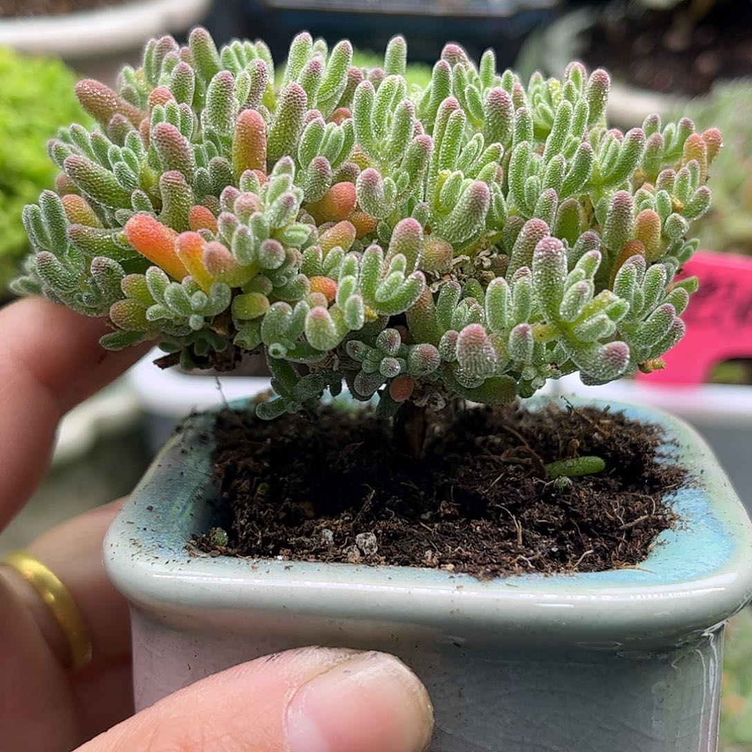 57冰晶带盆优选枝干番杏