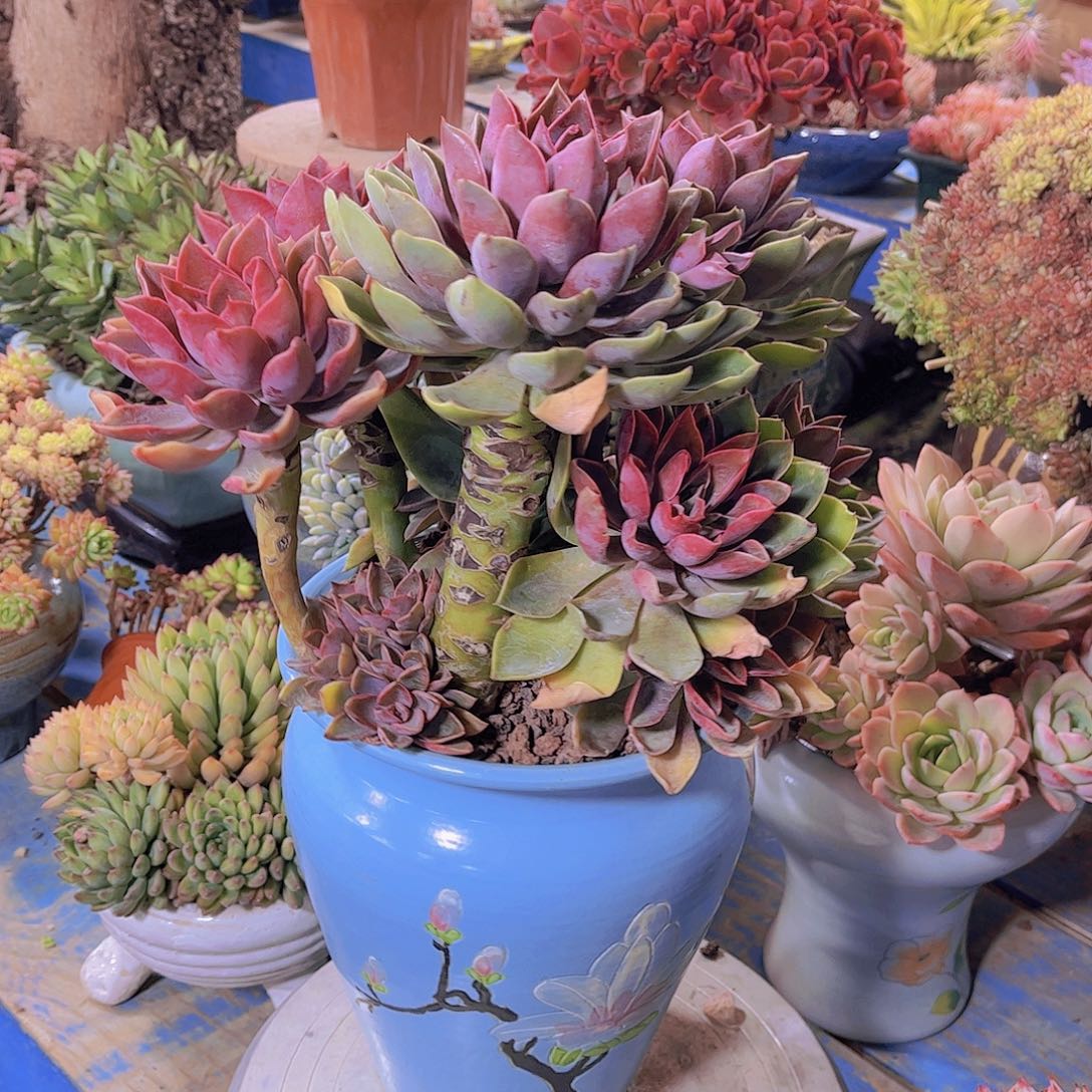 陈*多肉老光多肉老砖去