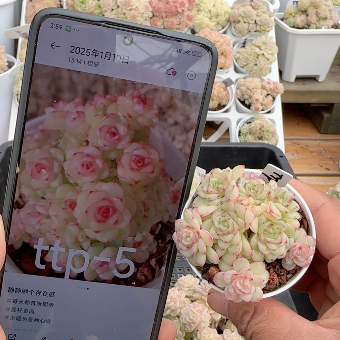 【闪购商品】0214-131（ttp-5）