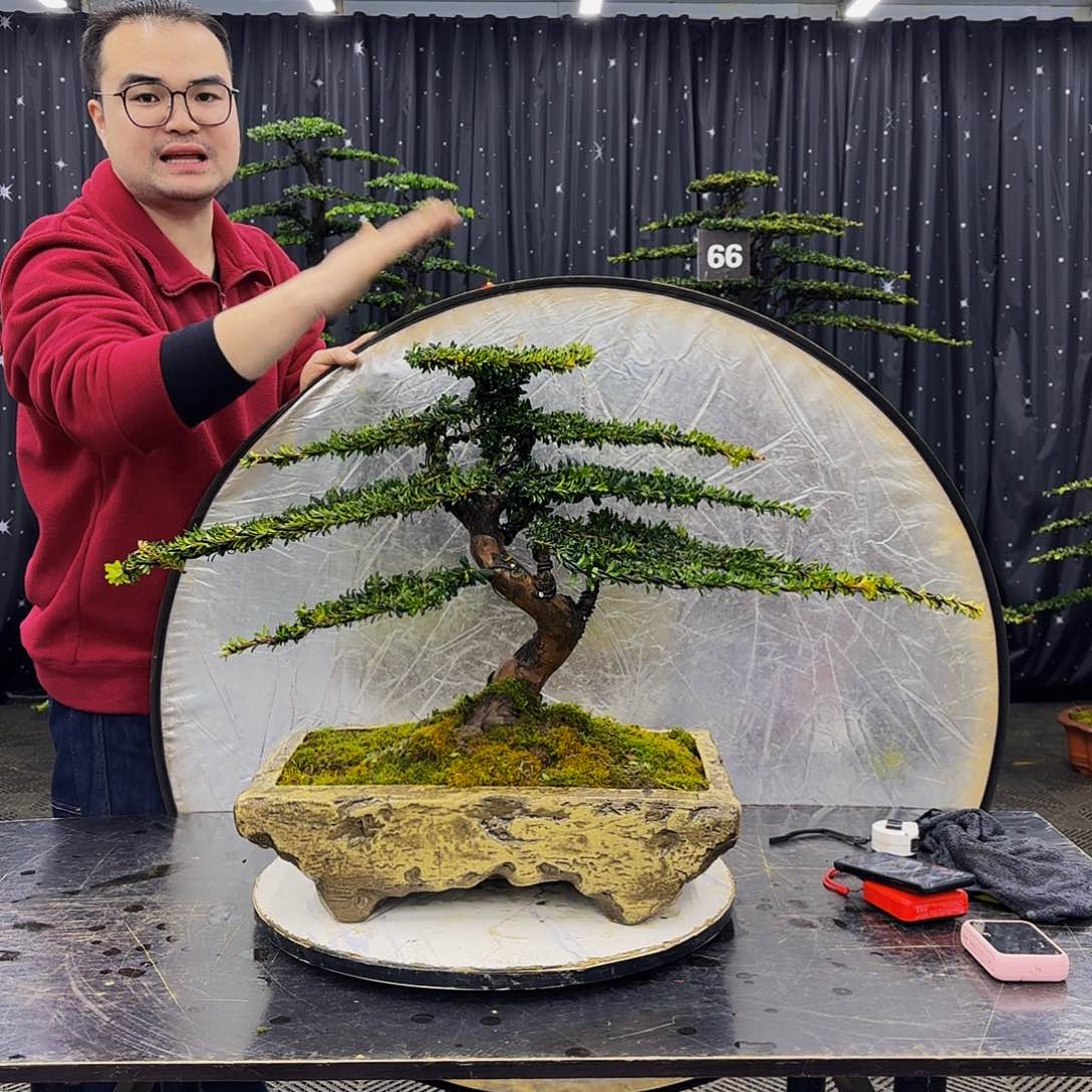 珍珠红芽罗汉松造型盆景