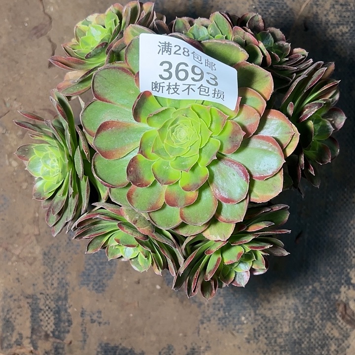 3693奶白锦多肉植物