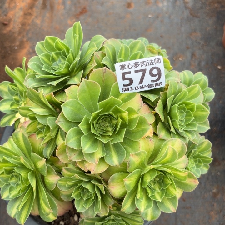 579翡翠琉璃掌心多肉法师锦不包侧枝