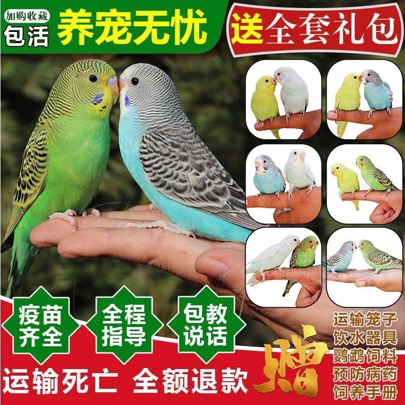 虎皮鹦鹉亲人粘人可爱宠物鸟可繁殖手养云斑文鸟可教说话便宜包邮