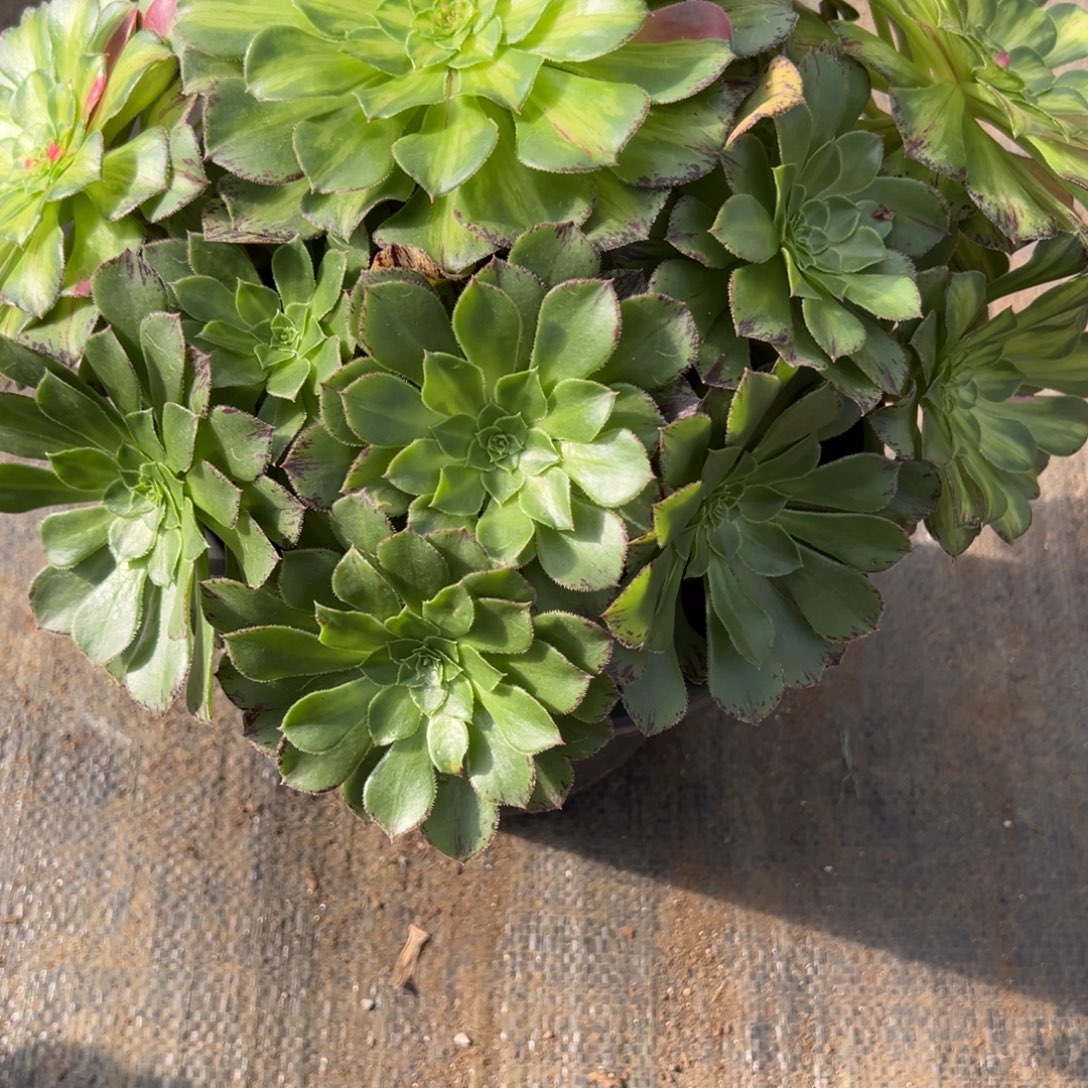 198知否多肉多肉多肉多肉