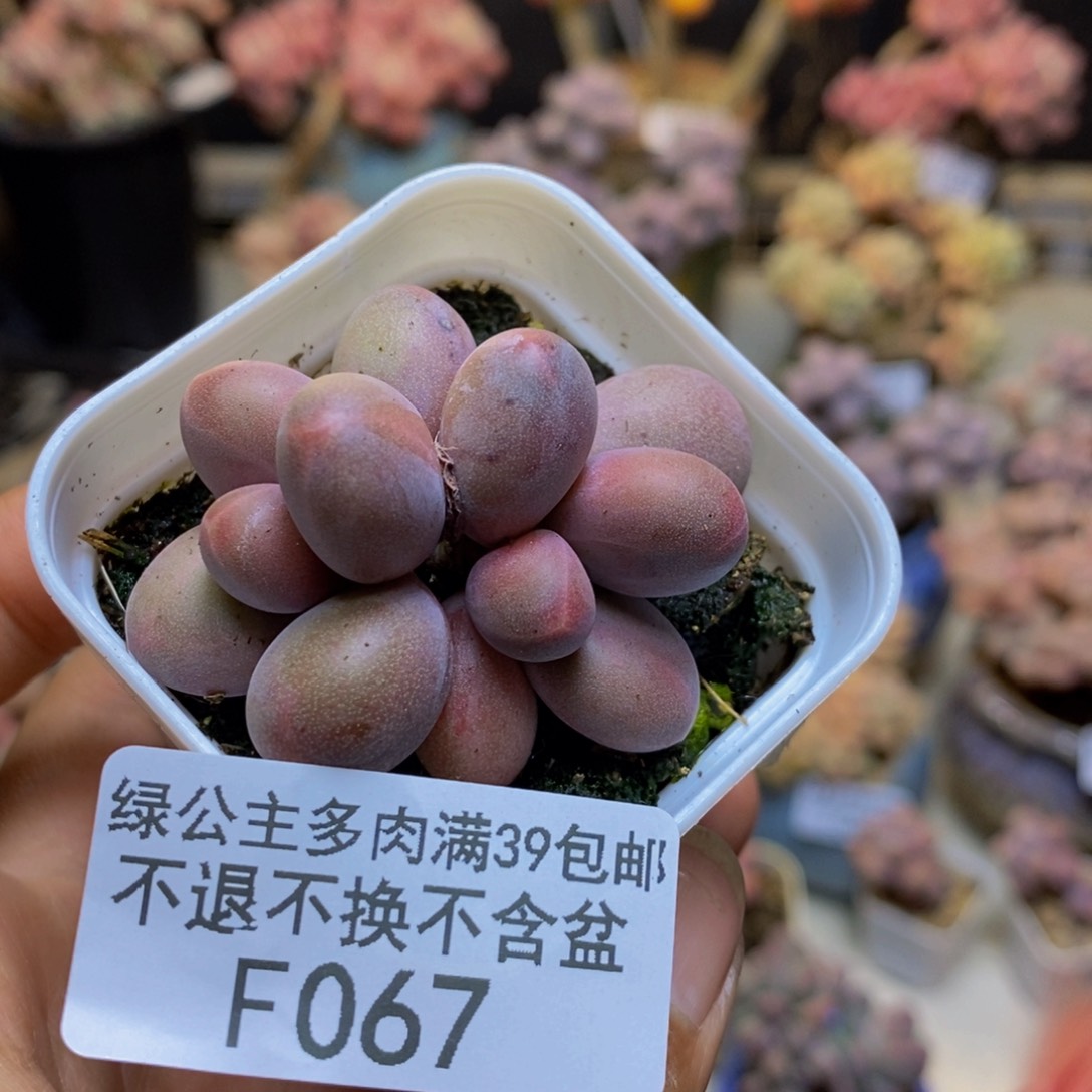 067糖果美人多肉3cm