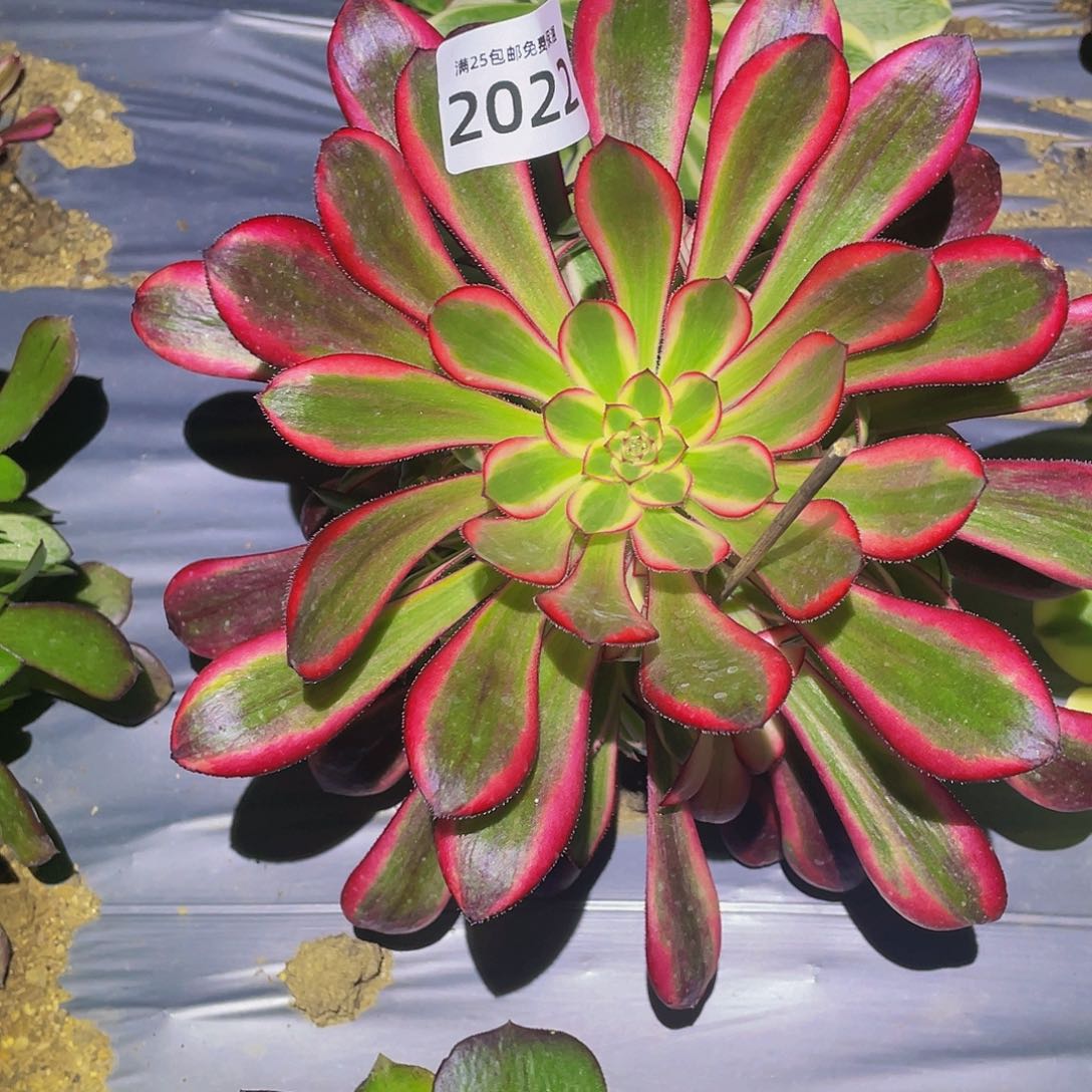 2022香奶奶多肉植物