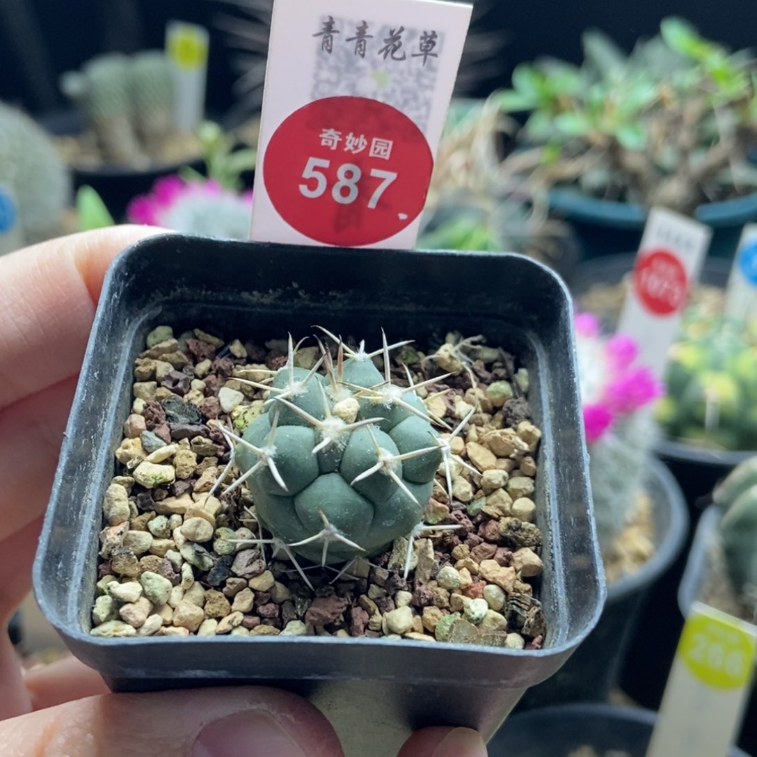 实生顶花大祥冠2.4cm