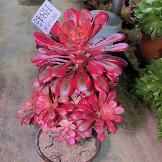 845香奈儿多肉植物