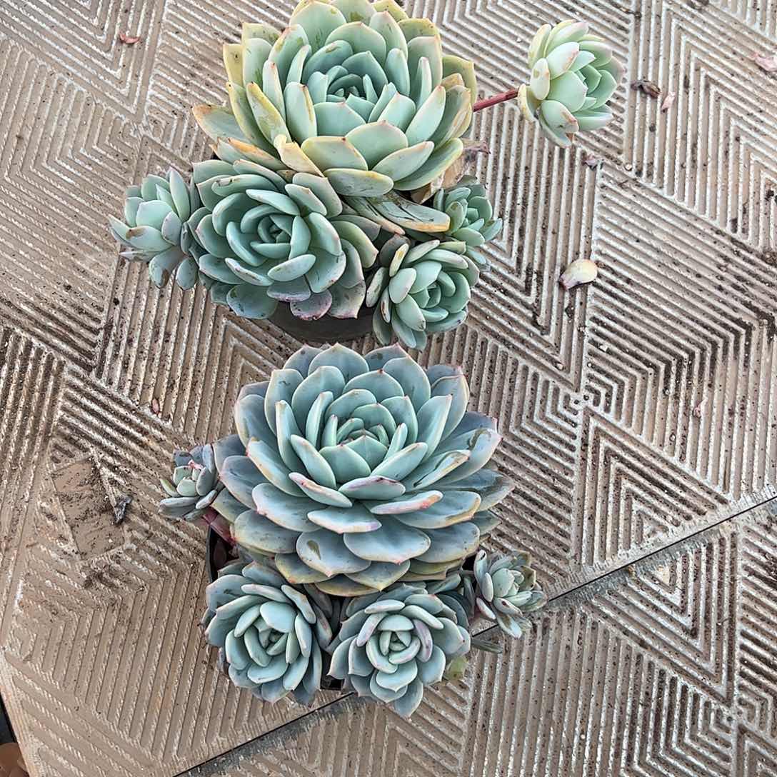 l***,凤橙2个，一起上车