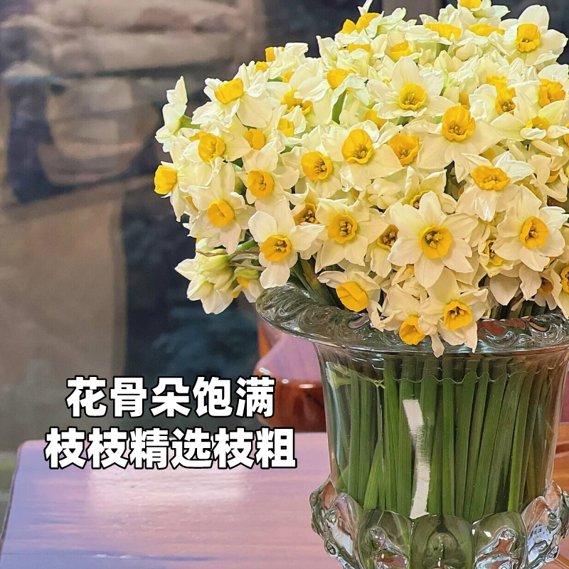漳州水仙鲜切花遇水开花好养花卉