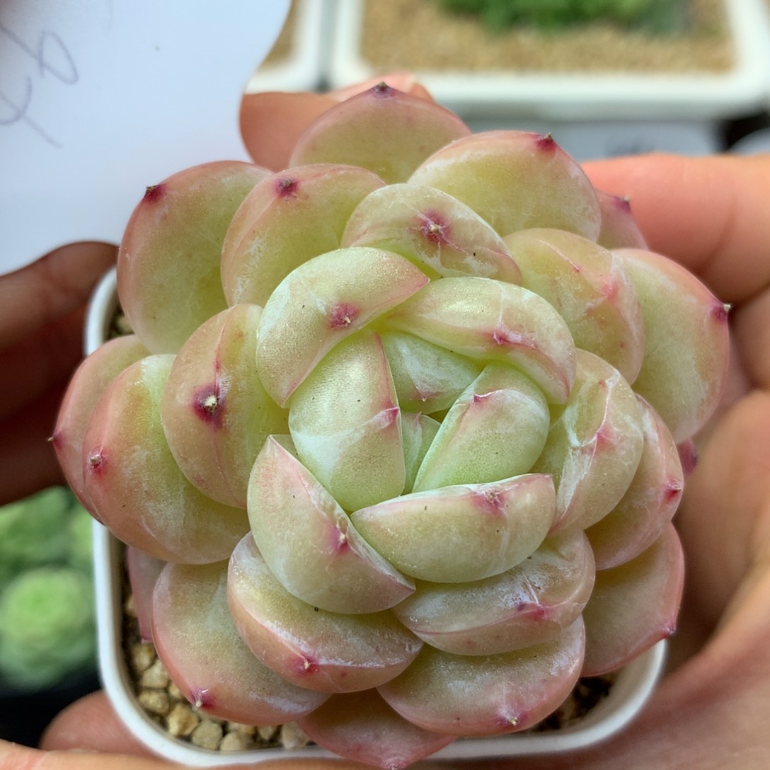 熊猫珍妮单头4650