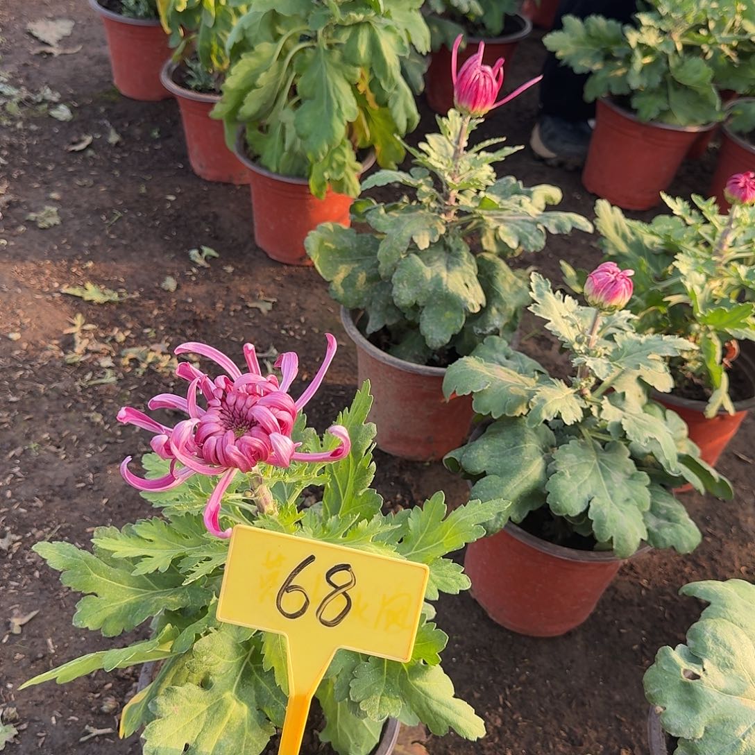 晓***，大部分花苞少量开放68花纹