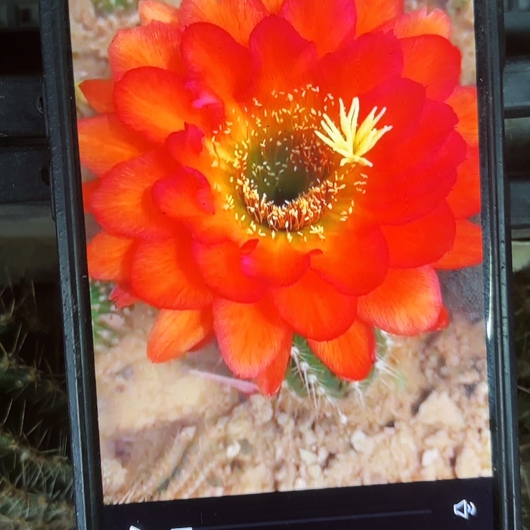 小丑毛侧牙20包邮仙人球14