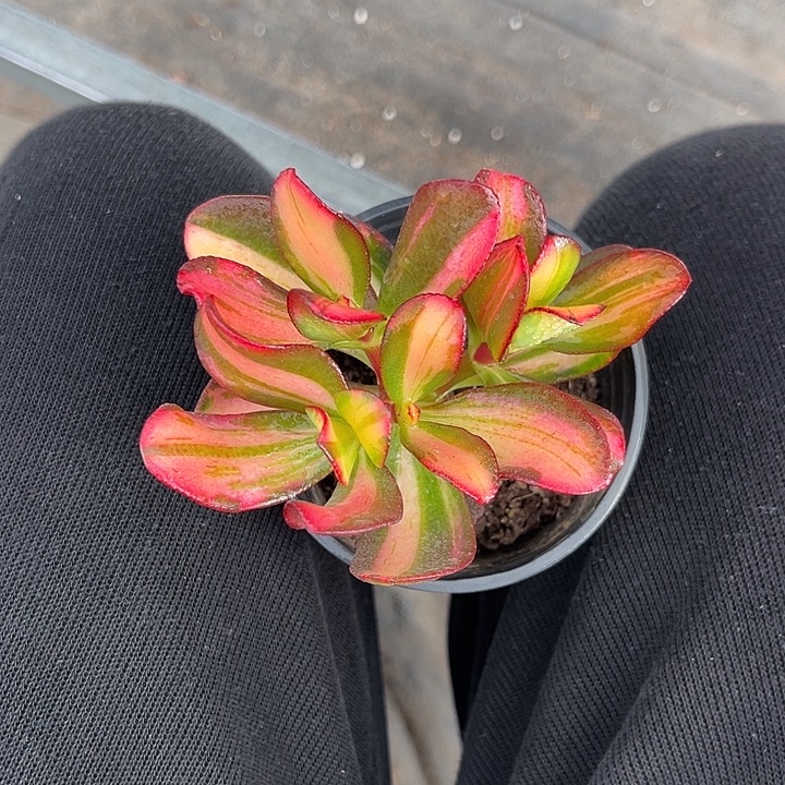 好***笑我也不知道我为什么要这样