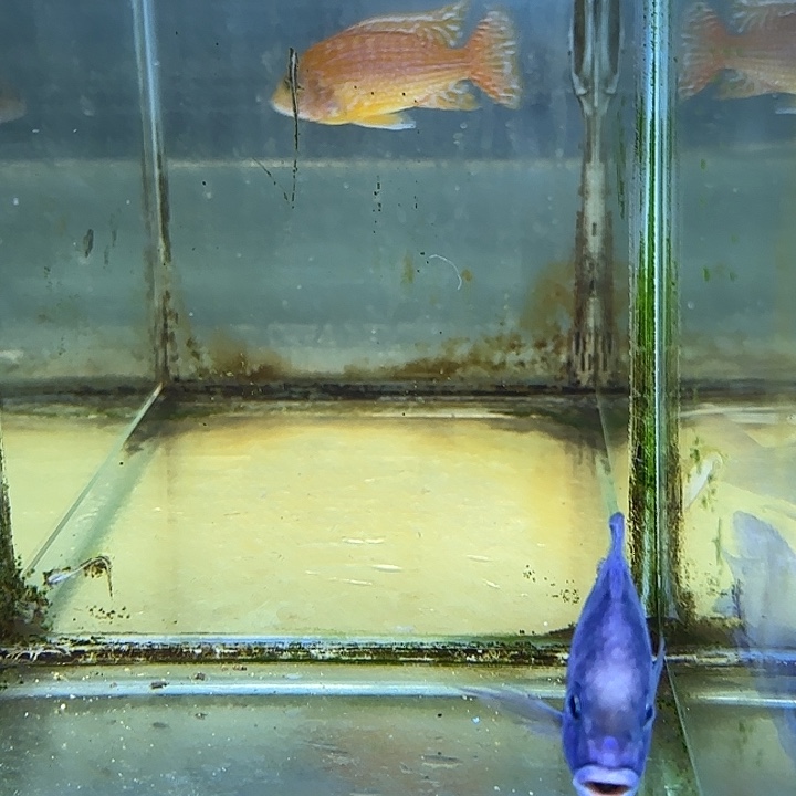 咸***身海水鱼23号111111111