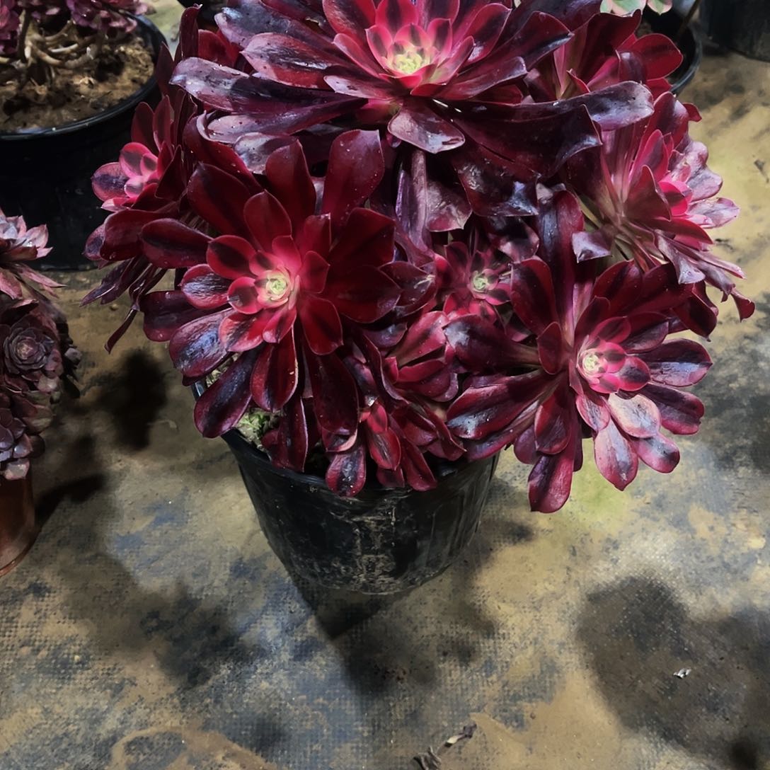 多肉378美杜莎法师