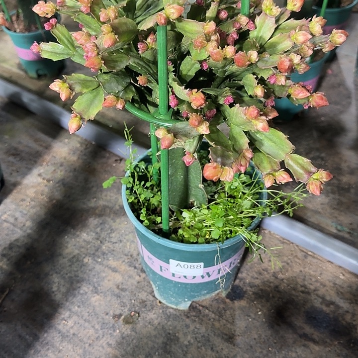 莫***言大部分开放少量花苞088嫁接028大棵