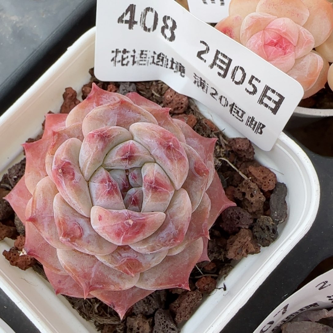 花语逸镜0205-408