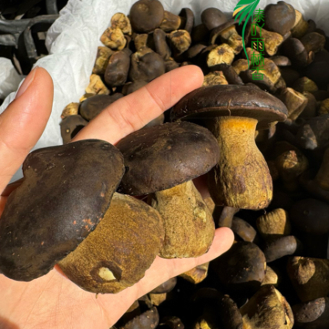 新鲜牛肝菌一袋云南山货山货