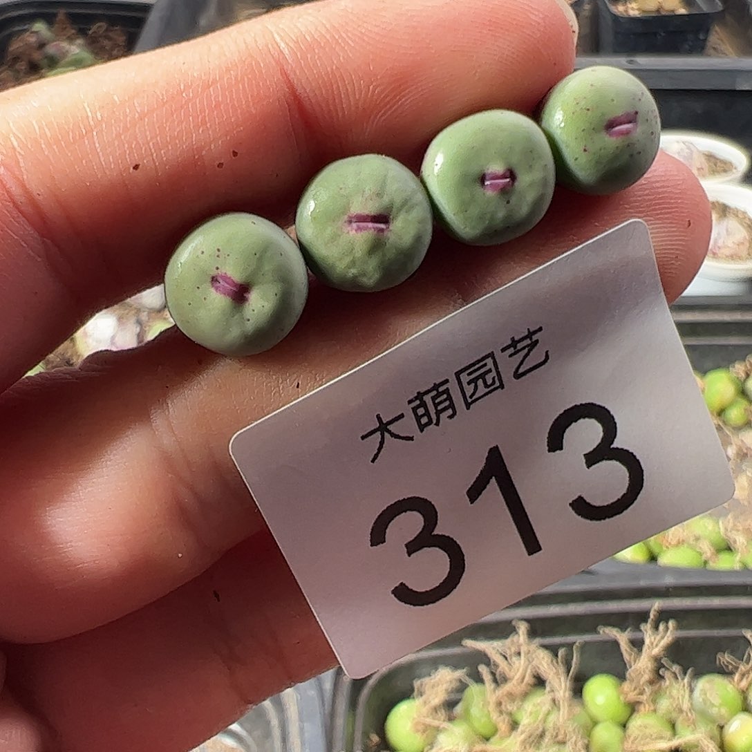 走***.一物一拍脱土发。    313