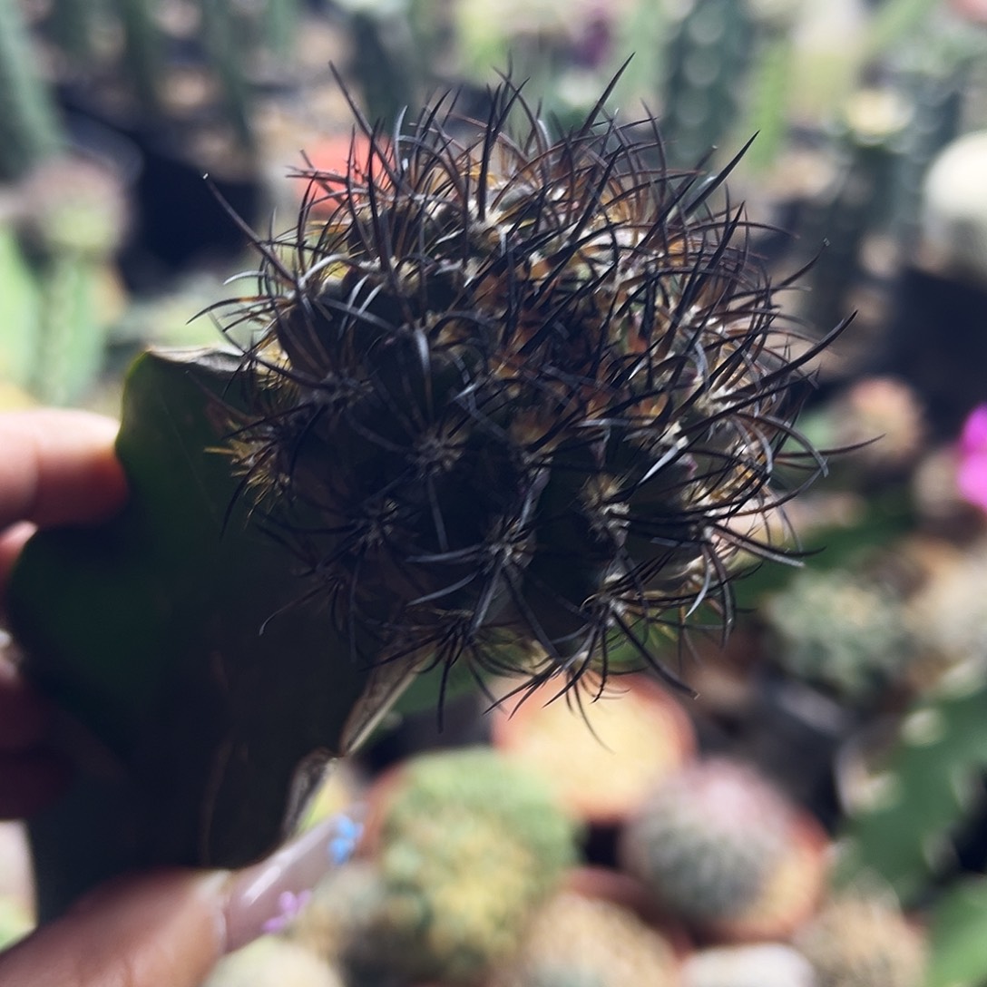 暗黑福利仙人球1111111111