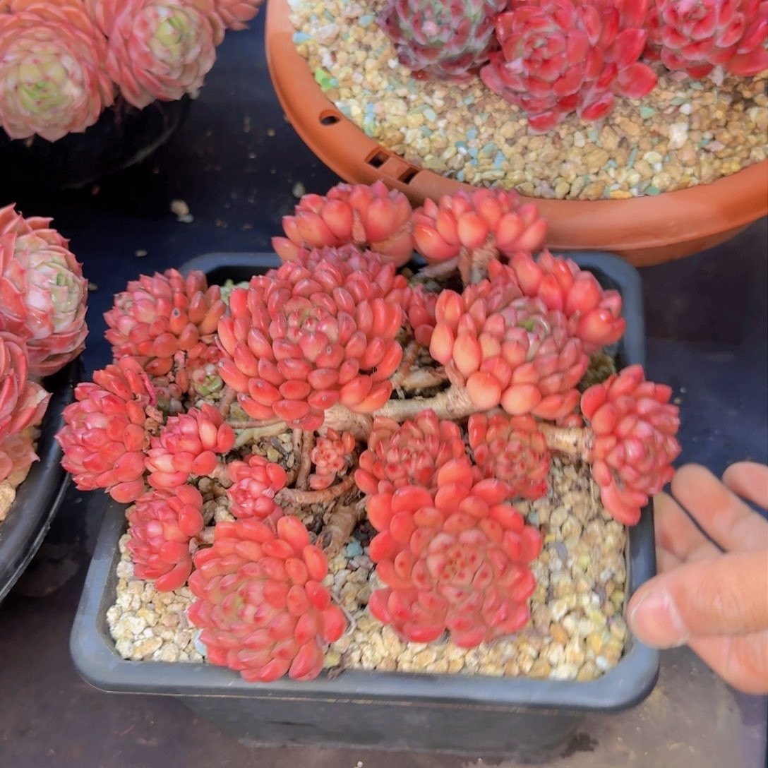 z****6多肉植物的生长发育