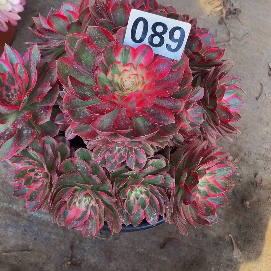 木***姐多肉法师89号云荷发货不包损