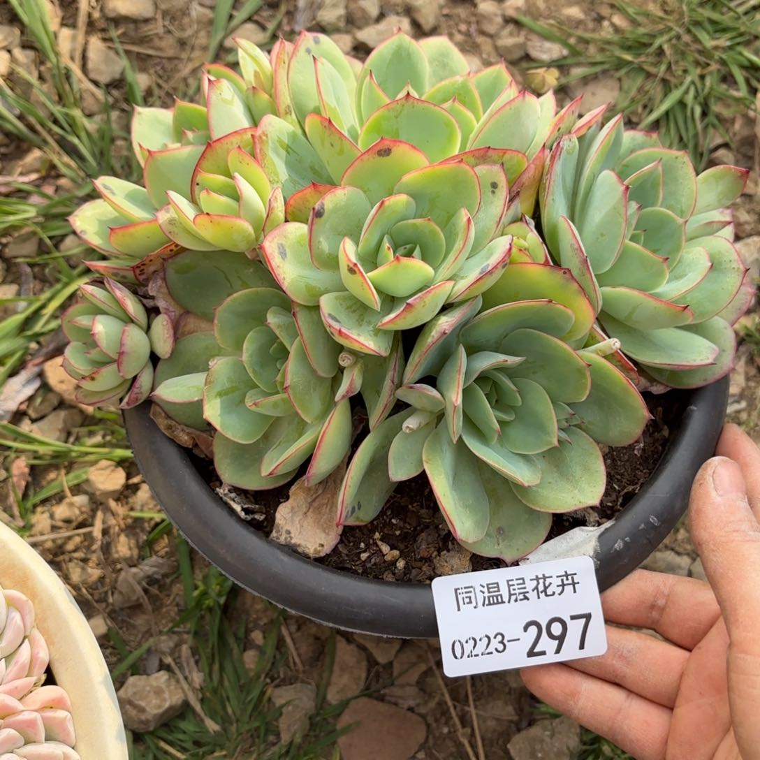 敏*同温层多肉牡丹亭297