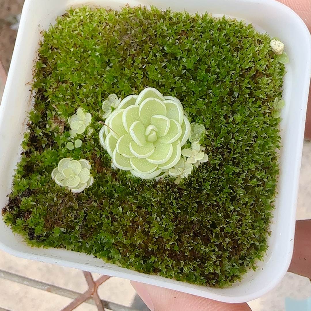 【闪购商品】0807-72爱丽丝