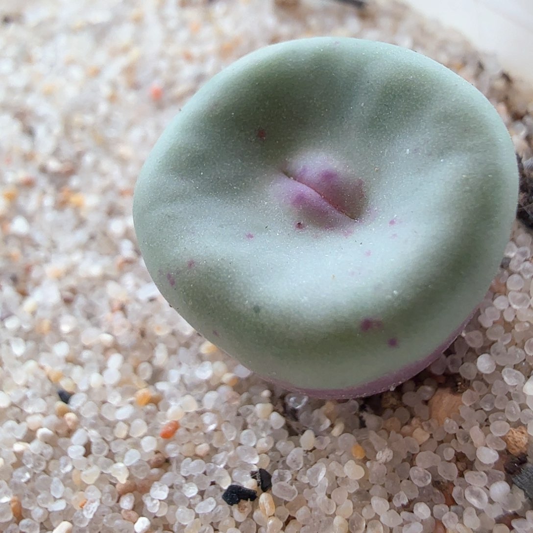 2.17.20/427嘴/多肉植物