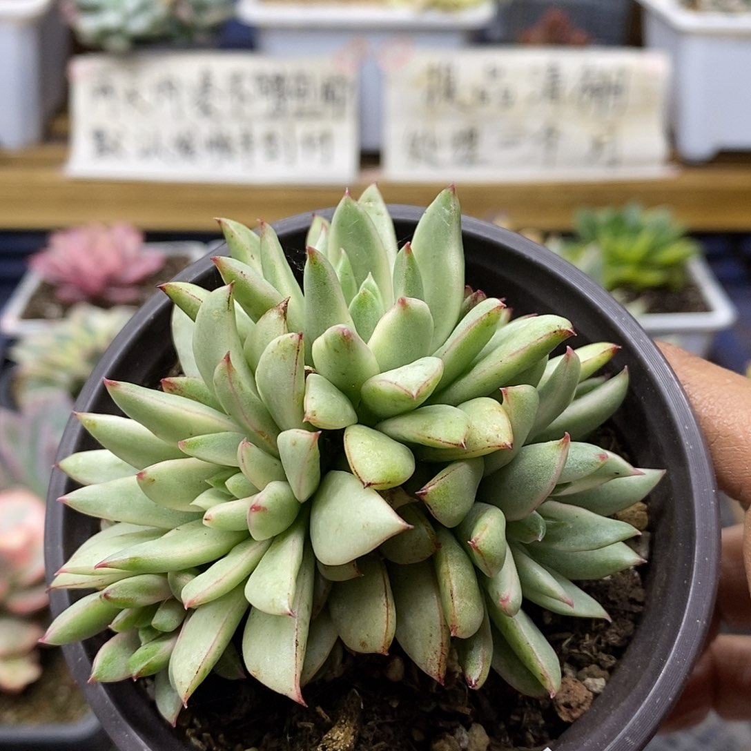 24107 黄金雨锦自然群