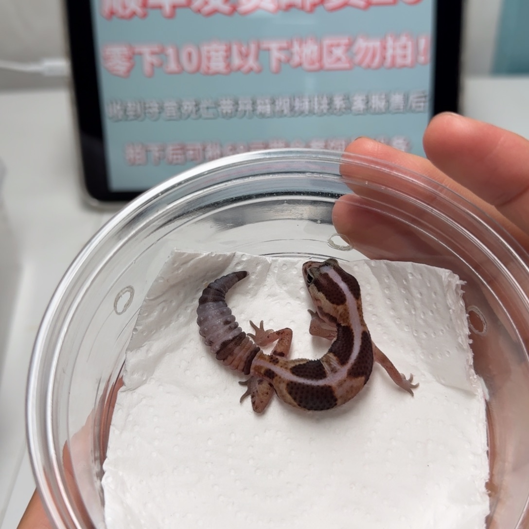 肥尾守宫直线原色妹妹