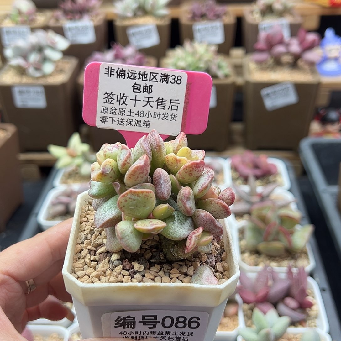086爱心蛋糕锦多肉植物