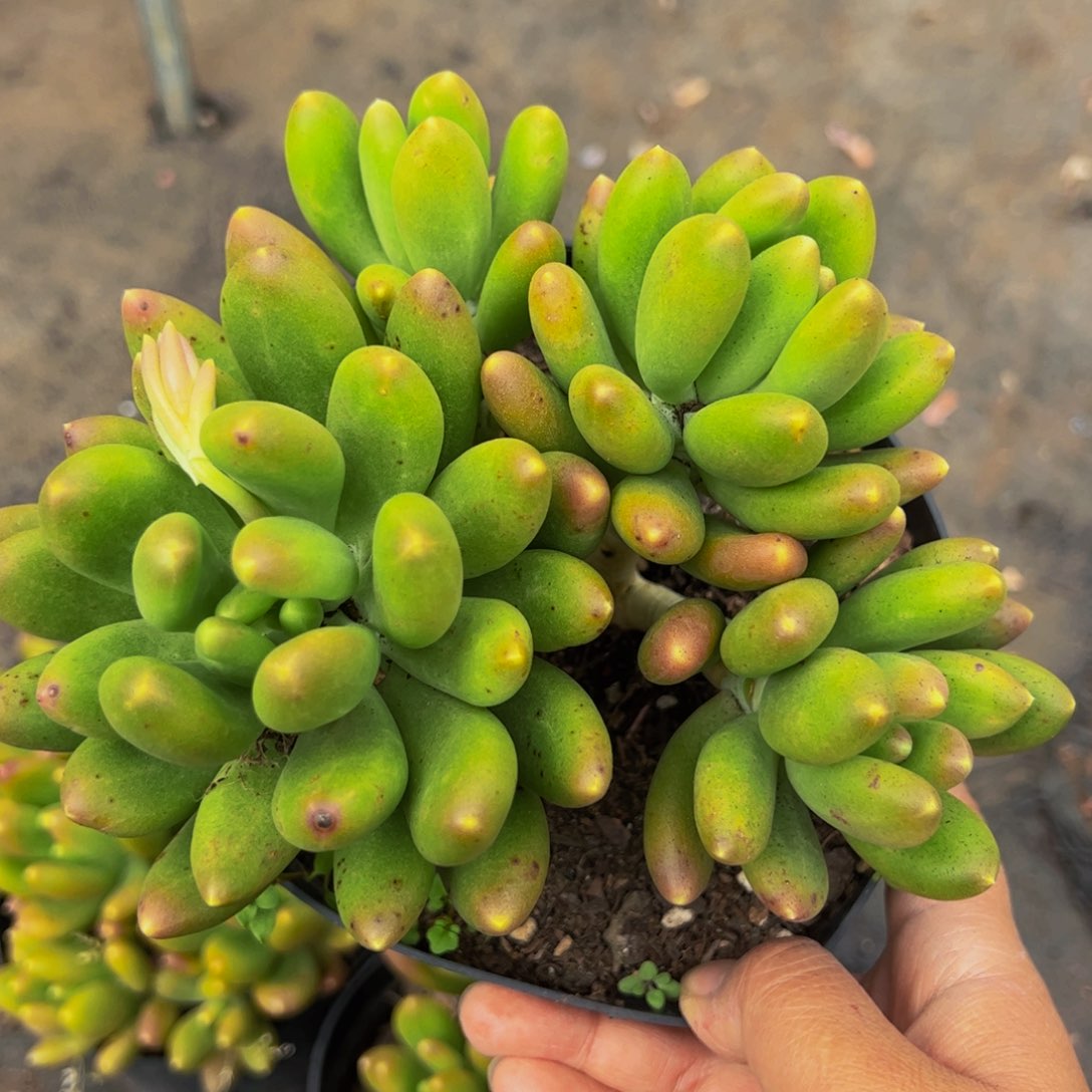 金蟾四头起群生多肉