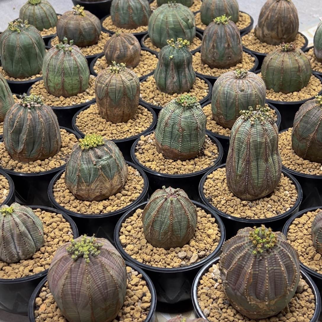 m欧系老布纹老家带盆一物一拍