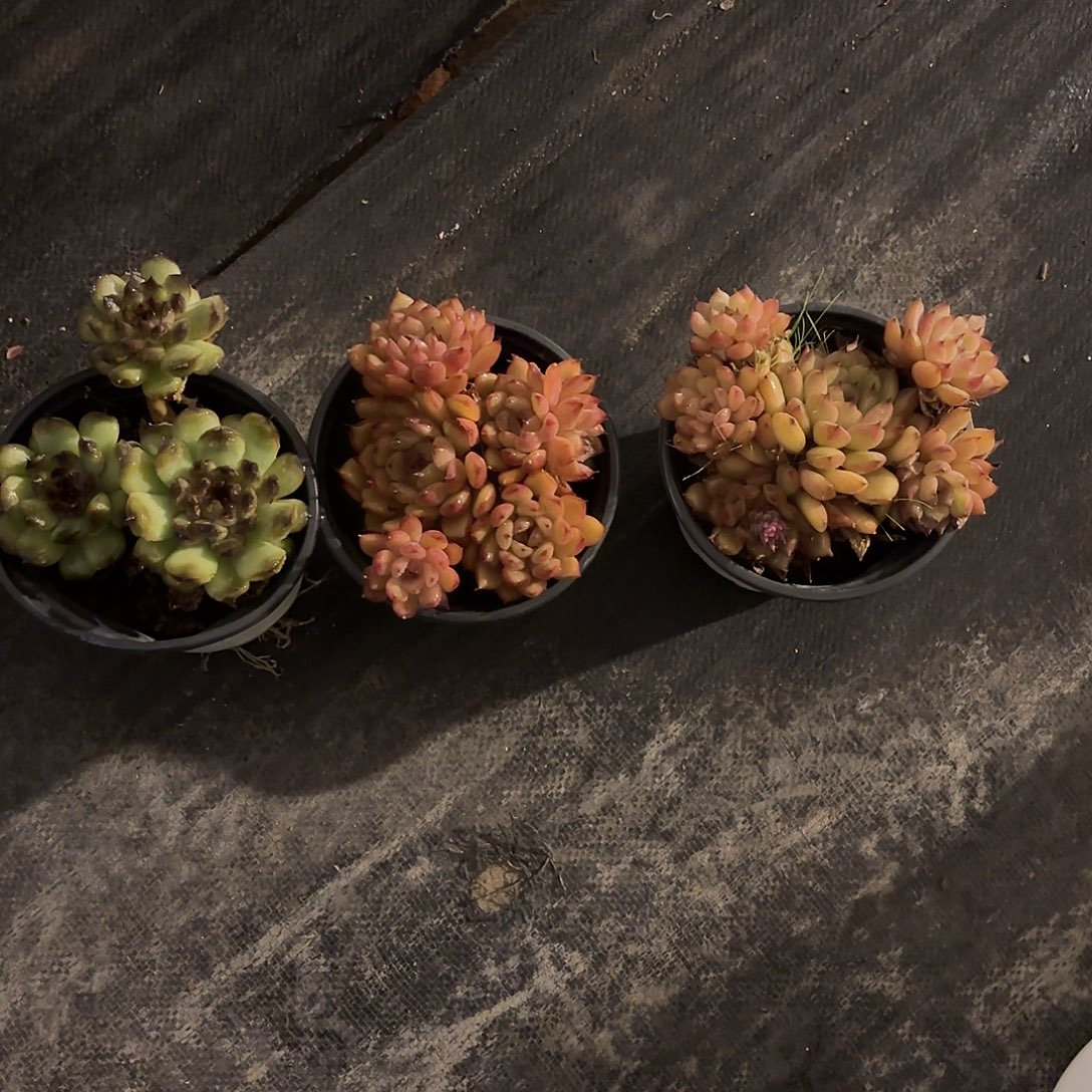 多肉植物啦啦啦啦啦啦啦