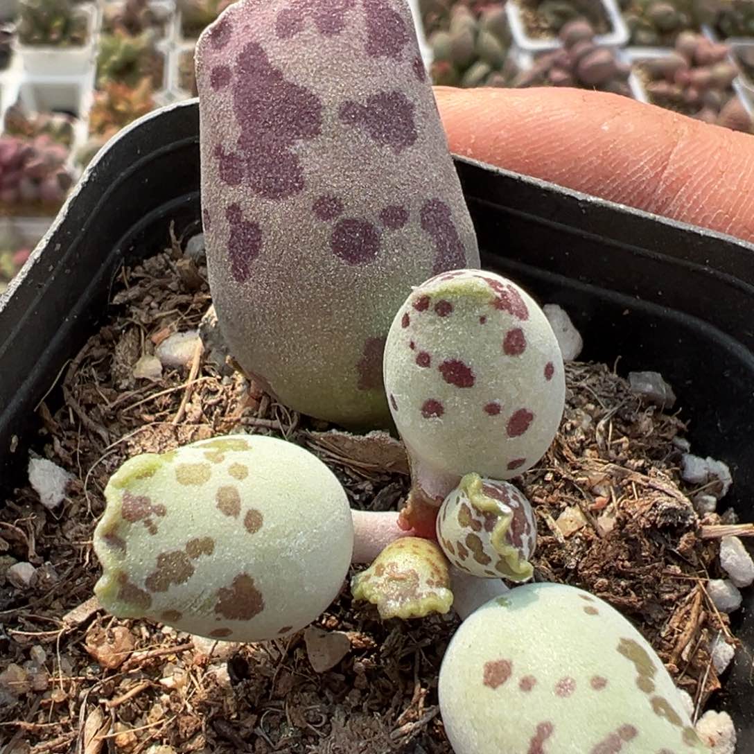 奶牛斑海豹多肉植物水泡