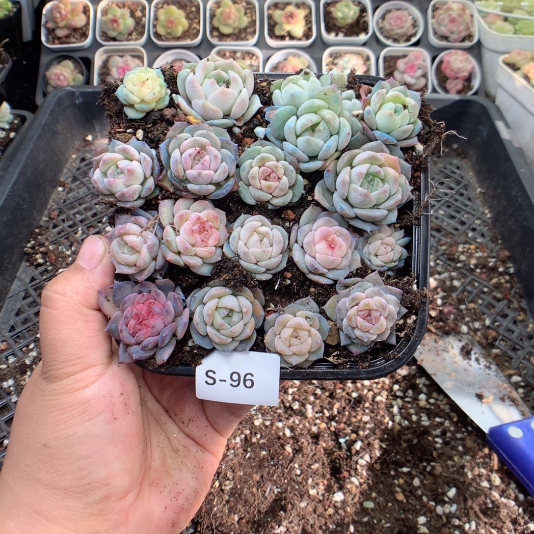 无花朵S96英语英语