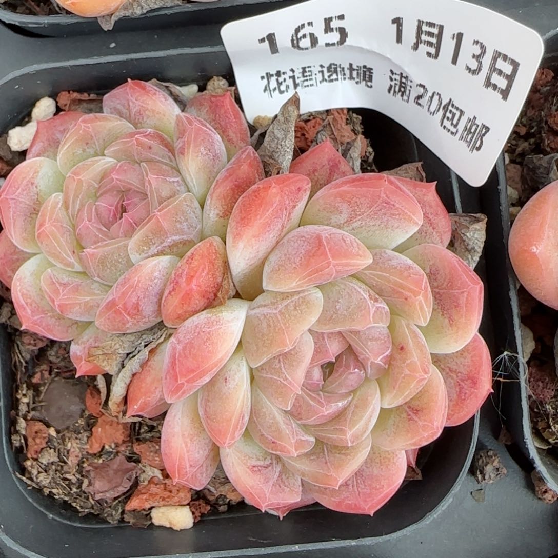 花语逸境0113-165