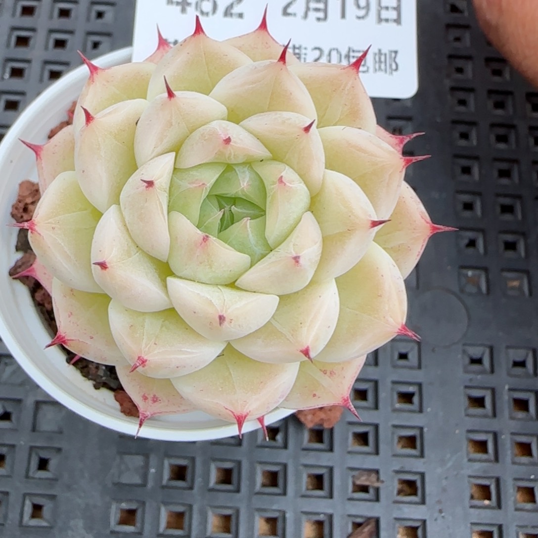 花语逸境0219-482