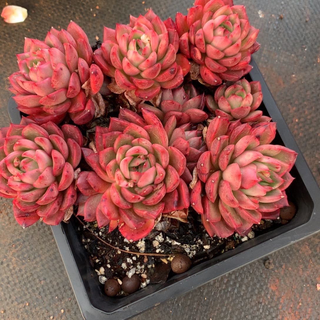 8740杂交多肉植物