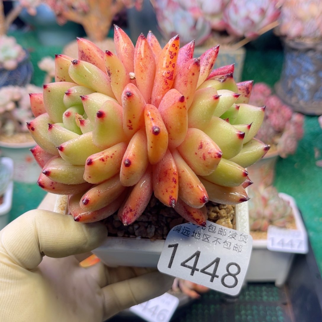 大1448；j f h f h c b b m