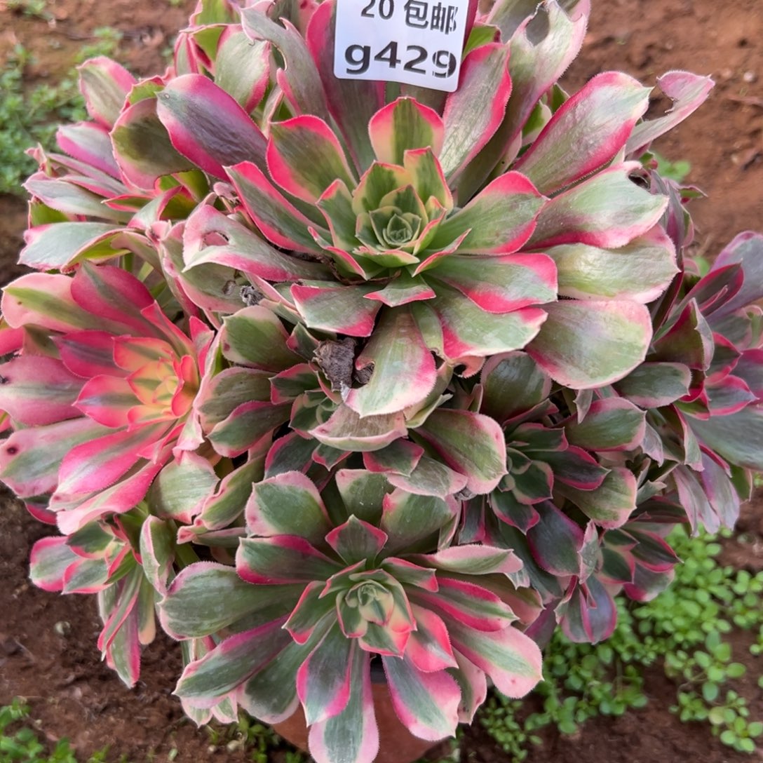 429女郎，多肉法师