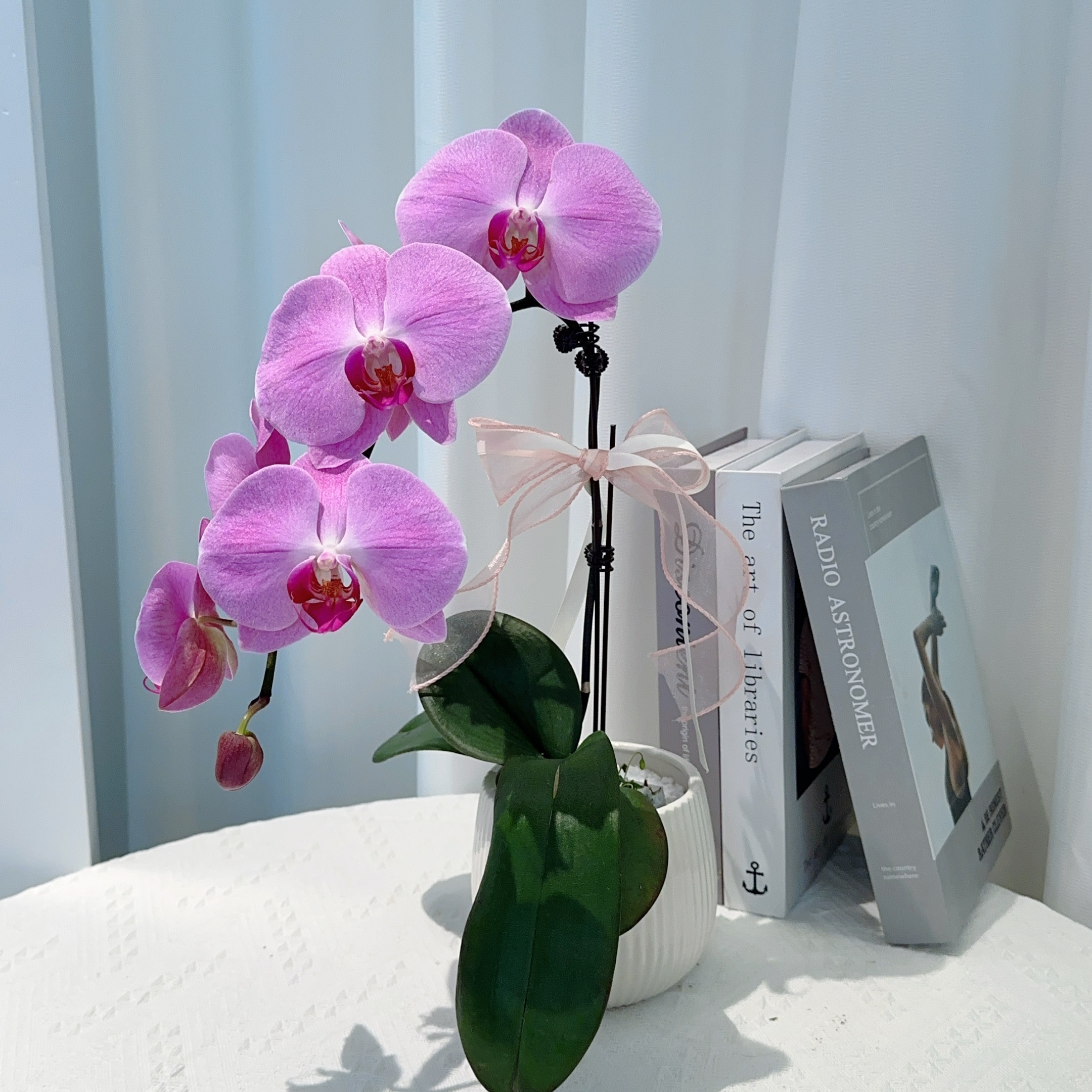 阡陌【粉冠军】稀有大花型粉系蝴蝶兰  桌面款摆件 女神节限定