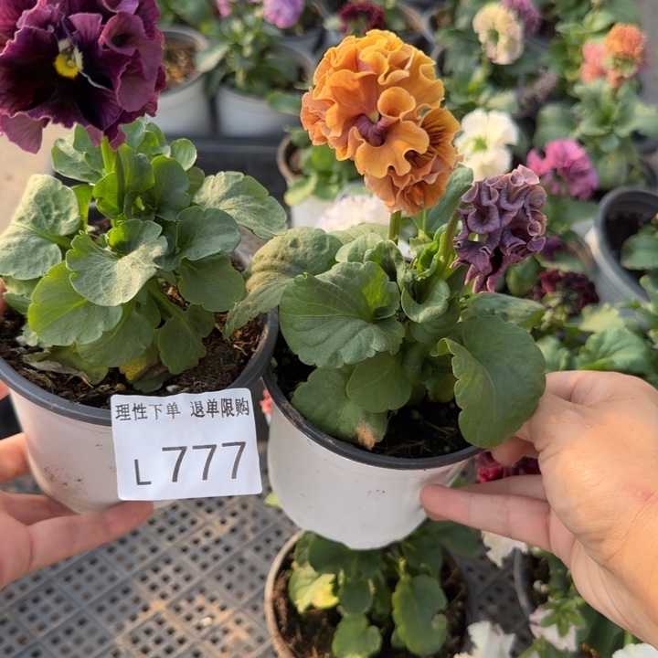 苦***3无花朵L777两棵小苗低于零下5勿拍