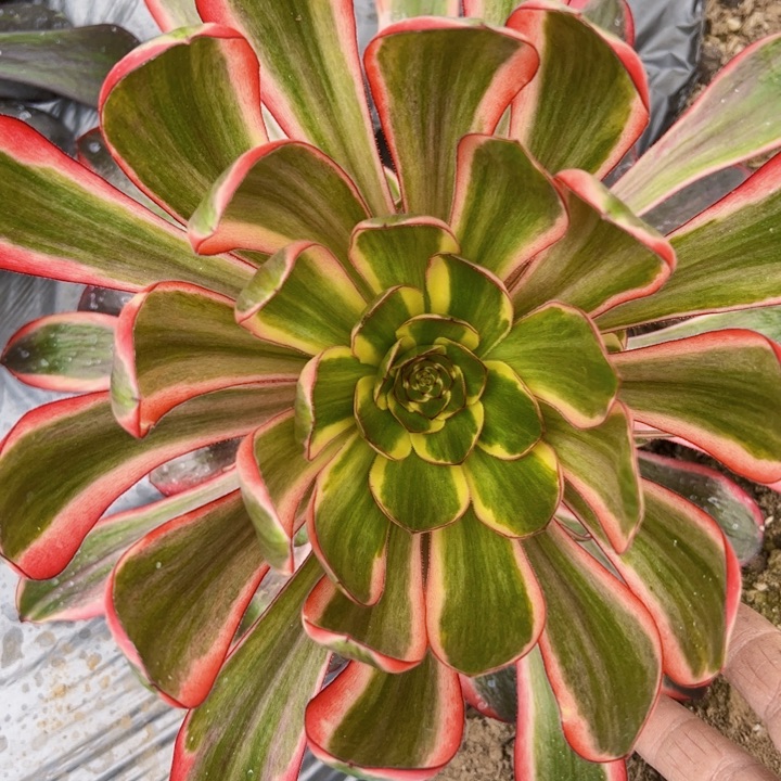 无毒锦法师多肉植物法师0163