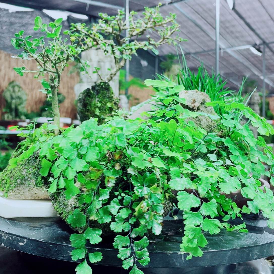 我***己当前无花栽培后可以开花