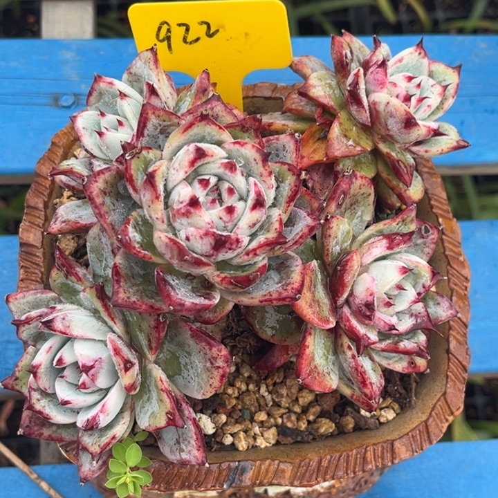 ****朵922多肉5788887888888