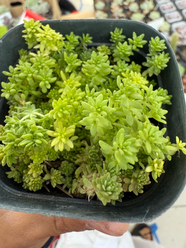 满9.9米包邮 精品小黄金草多肉植物